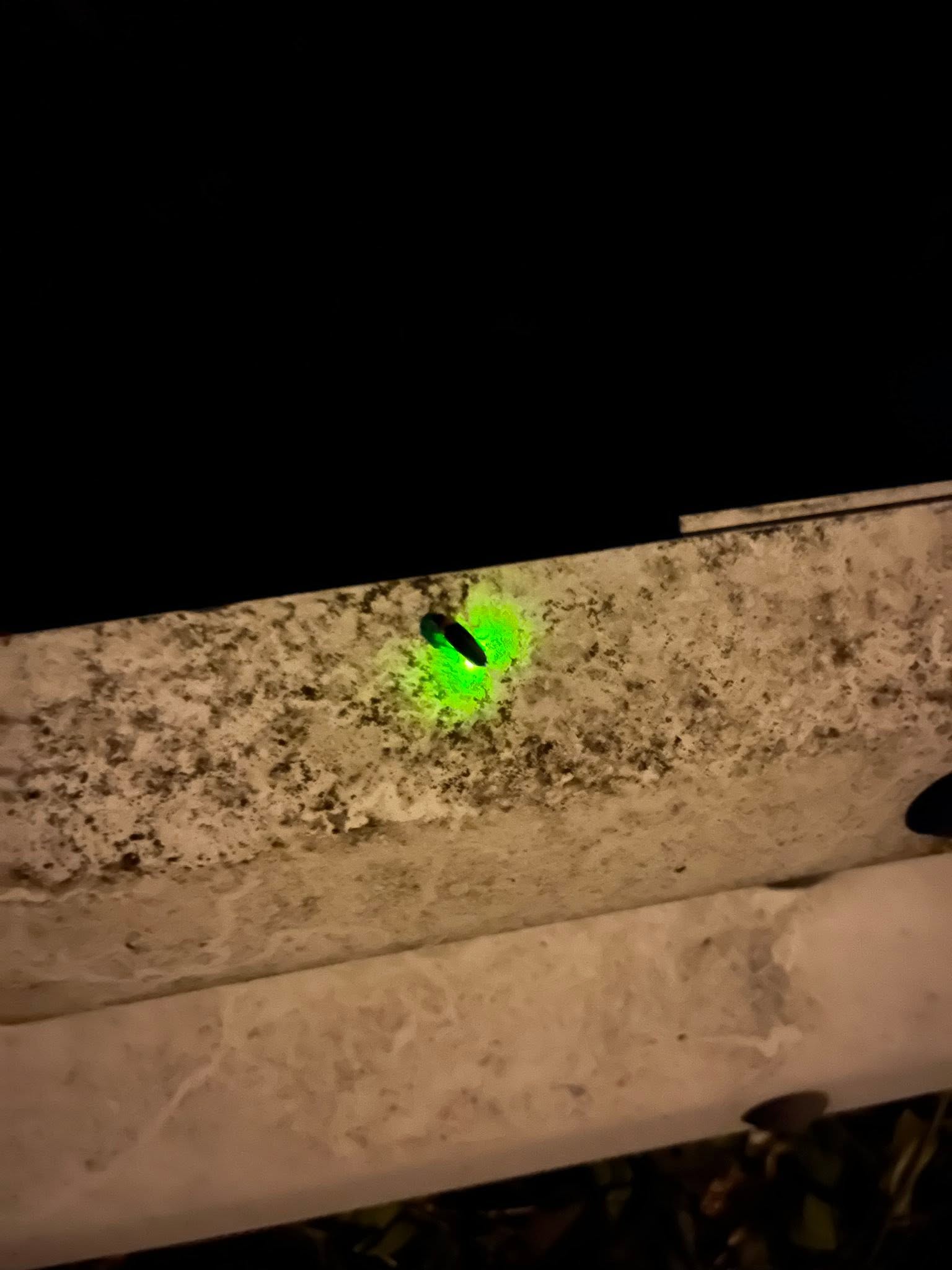 敷地内で撮影されたホタルの実写真