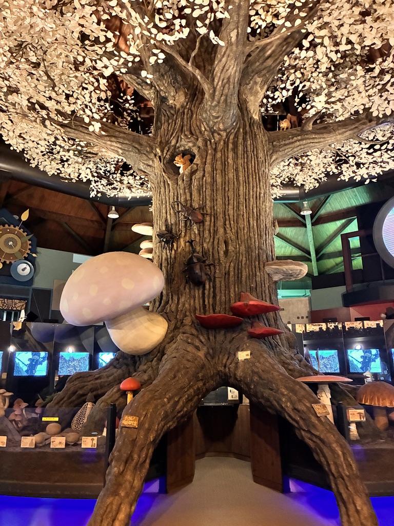 きのこ博士館の巨木ときのこの展示
